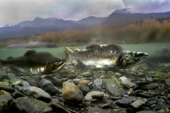 Salmon Spawning May Move Mountains
