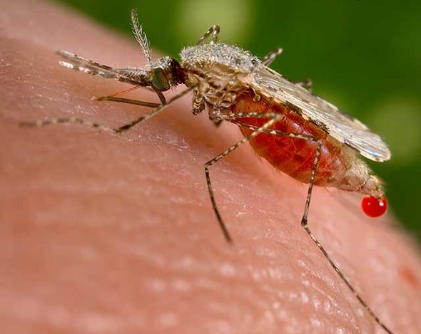 'Gene Drive' Mosquitoes Engineered to Fight Malaria