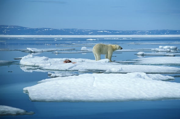 Polar Bears Must Work Harder on Faster Sea Ice Treadmill