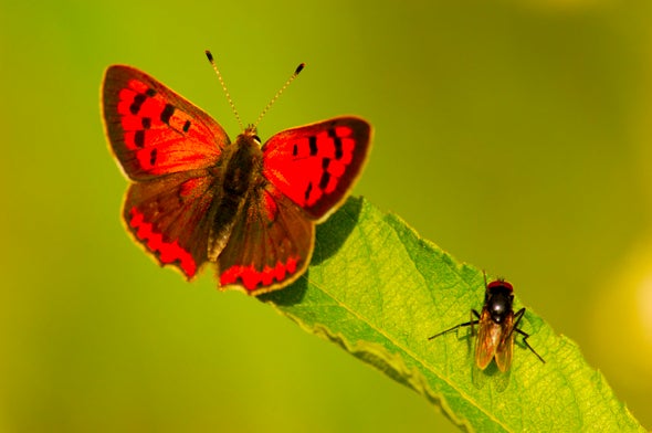 City Life Favors Downsized Invertebrates