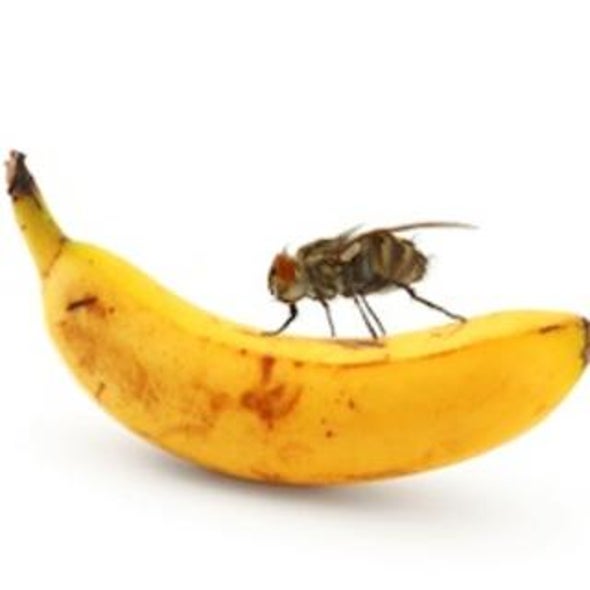 Sating the Ravenous Brain: Researchers Quell Hunger Neurons in Fruit Flies