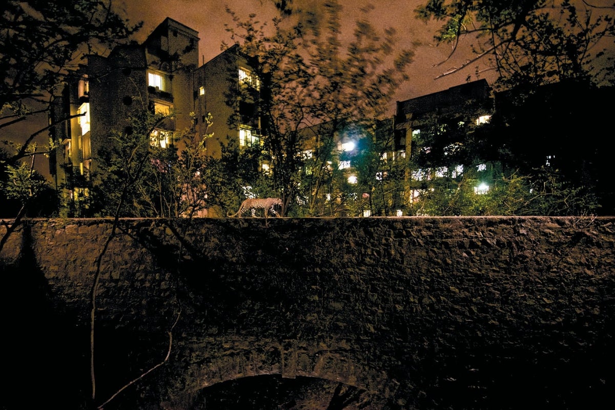 Prompt Tiger walks NYC alley night stars HD