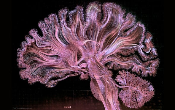 Watch the Human Brain Come to Life in This Stunning Piece of Art ...