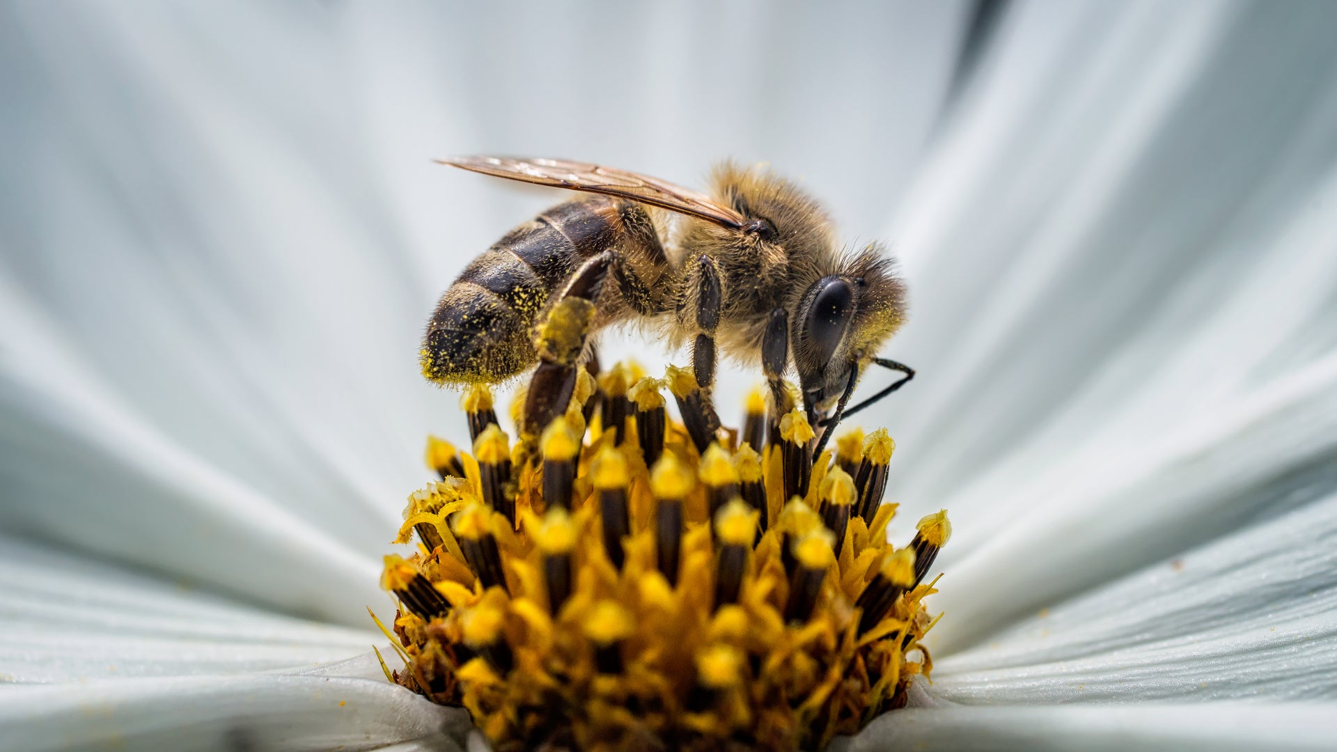 Surprise: Bees Need Meat | Scientific American