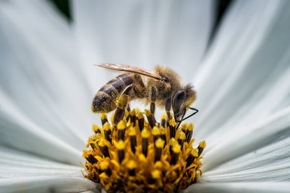 Surprise: Bees Need Meat