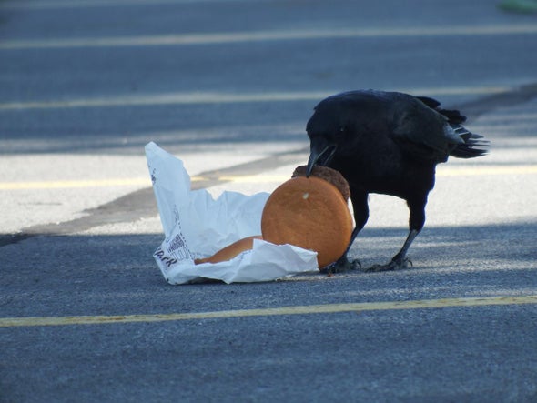 Cholesterol Climbs after Crows Chomp Cheeseburgers