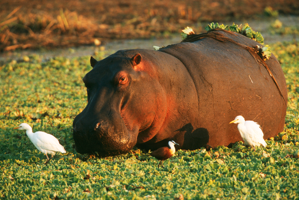 South Africa's Invasive Species Guzzle Water and Hurt the Economy