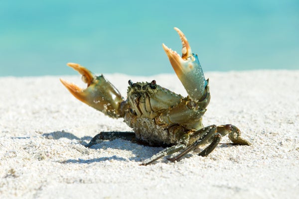 Crab on beach with sand and ocean background