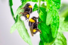 Bumblebees Bite Plants to Force Them to Flower (Seriously)