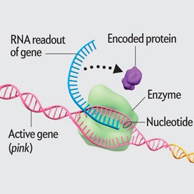 Epigenetics Explained [Animation] - Scientific American