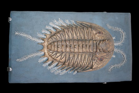 Model Of Dorsal Surface Of The Trilobite Olenoides serratus