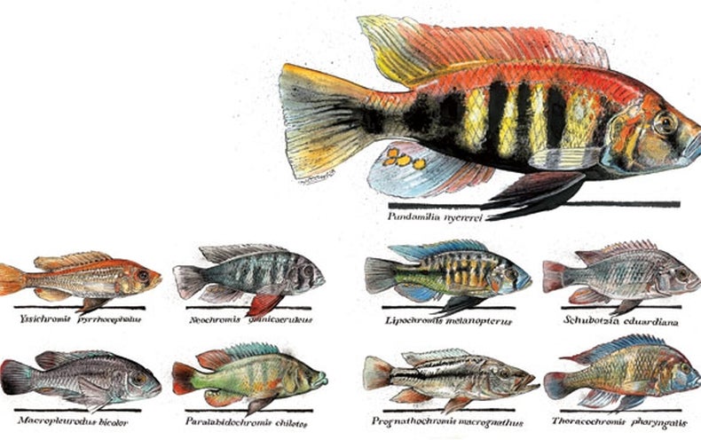 The Extraordinary Evolution of Cichlid Fishes - Scientific American