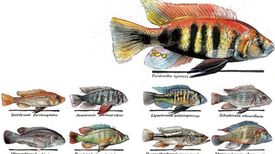 Stories by Axel Meyer News and Research - Scientific American