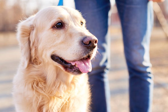 Do Dogs Have Mirror Neurons?