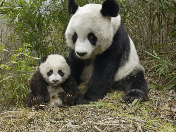 Pandas Swoon to Particular Croons