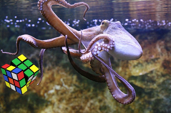 Rubik's Cube to Reveal Octopus Handedness