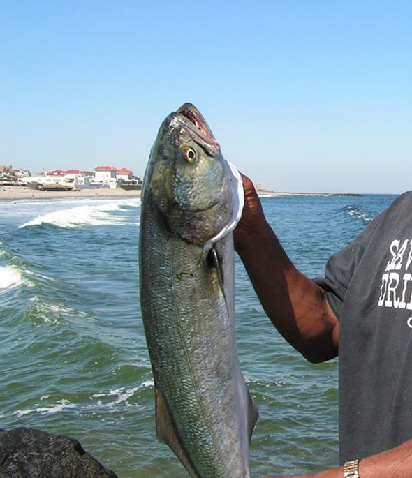 Cleaner Bluefish Suggest Coal Rules Work