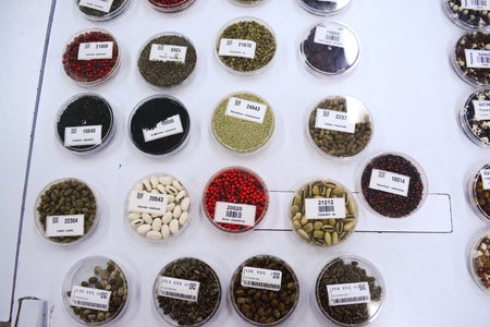 Labelled bean samples on table in small round plastic containers.