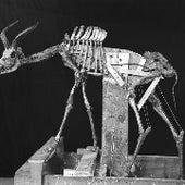 KUDU SKELETON: