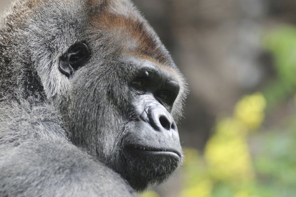Gorilla's Hum Is a Do-Not-Disturb Sign