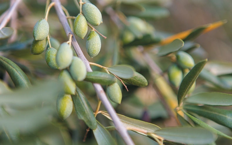 AI Diagnoses Devastating Olive Tree Infection