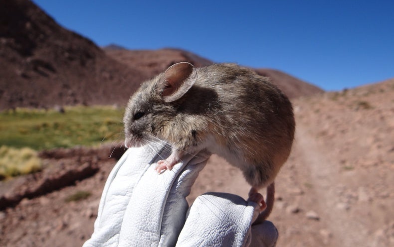 Momias de ratón muestran que la vida persiste en un entorno similar a Marte