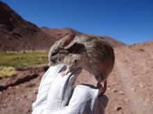 Mouse Mummies Show Life Persists in Mars-like Environment