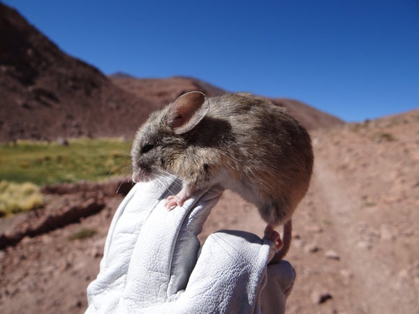Gloved hand holding mouse with mountain in background