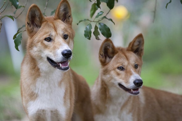Dogs Bow to Wolves as Cooperators