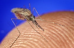 First Proven Malaria Vaccine Rolled Out in Africa—But Doubts Linger