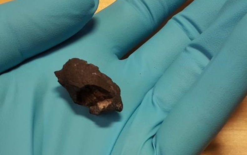 Ancient Gum Gives Archaeologists Something to Chew On