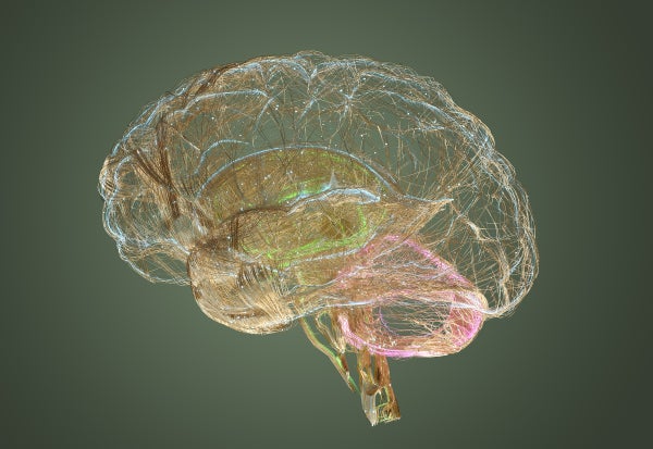 An artist's interpretation of the brain's wiring.