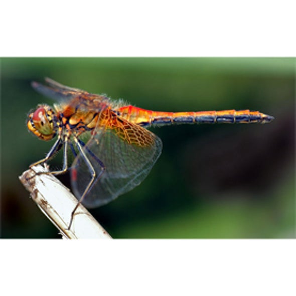 The Dragonfly Swarm Project