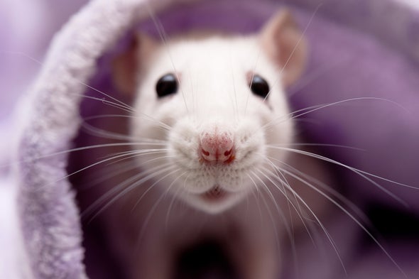 Software Sniffs Out Rat Squeaks Scientific American Software Sniffs Out Rat Squeaks Scientific American