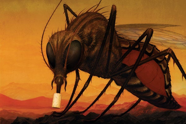 How A Tiny Bacterium Called Wolbachia Could Defeat Dengue Scientific American