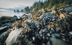 Protecting People from Deadly Shellfish