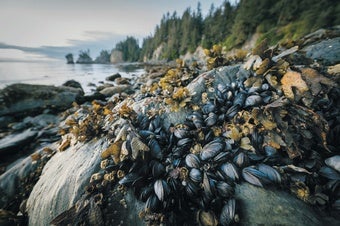 Mussels on the coast of Alaska