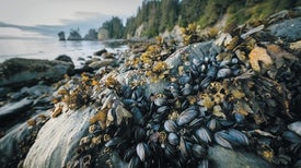 Protecting People from Deadly Shellfish
