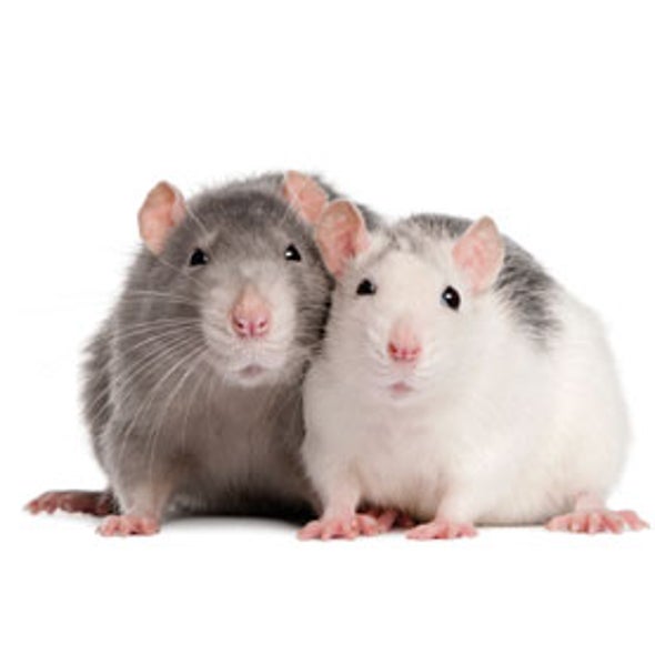 Armstrong wasmiddel aansporing A Tale of 2 Rodents - Scientific American