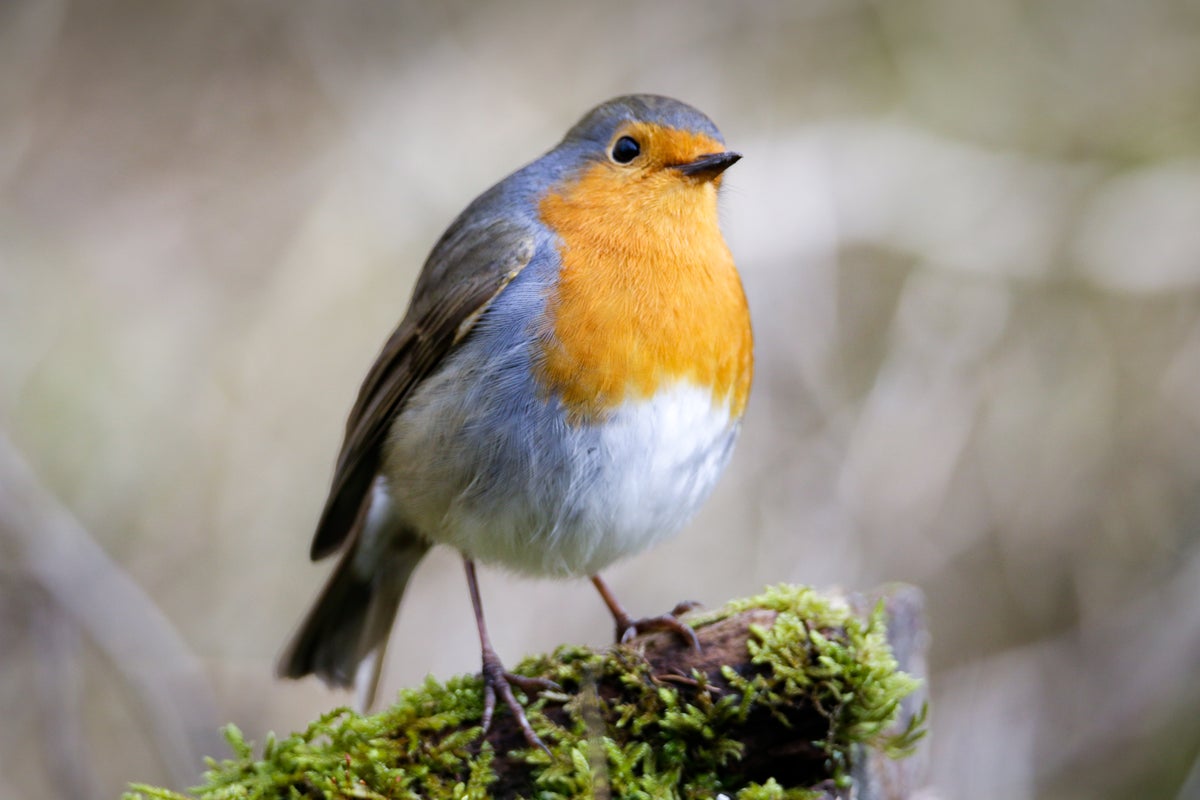 A Bird's-Eye View of Nature's Hidden Order