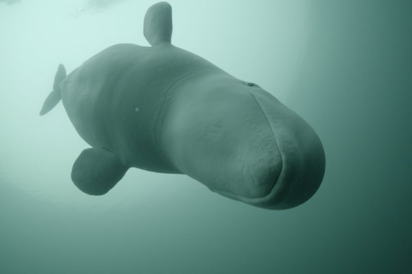 Beluga whale swimming