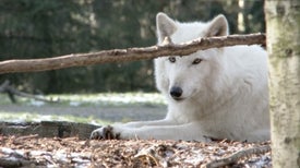 Wolves Howl in Local Dialects