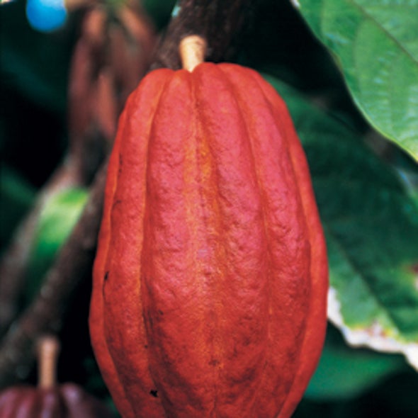 Death and Chocolate: Disease Threatens to Devastate Global Cocoa Supply