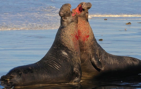 Earthshaking Signature 'Brawn Songs' and Movement, Developed over Time, Identify Seals