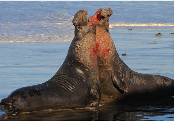 Adult male elephant seals fighting