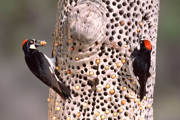 Vicious Woodpecker Battles Draw an Avian Audience