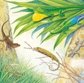 EVOLUTION: A LIZARD'S TALE