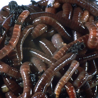 Why Do Earthworms Surface After Rain? - Scientific American