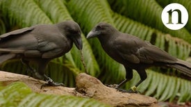 Hawaiian Crows Use Tools to Reach Tidbits