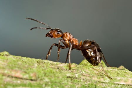 Close-up photograph of a wood ant (Formica rufa) on a tree